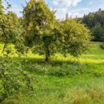 Baugrundstück Weigendorf 2 ki 006