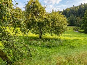 Baugrundstück Weigendorf 2 ki 006