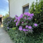 IMG_8037